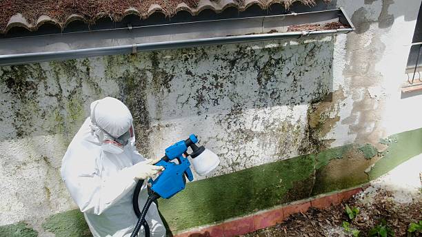 Top rated local Mold Remediation specialists in Winter Garden, FL